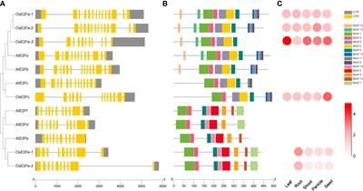 E2Fs co-participate in cadmium stress response through activation of MSHs during the cell cycle